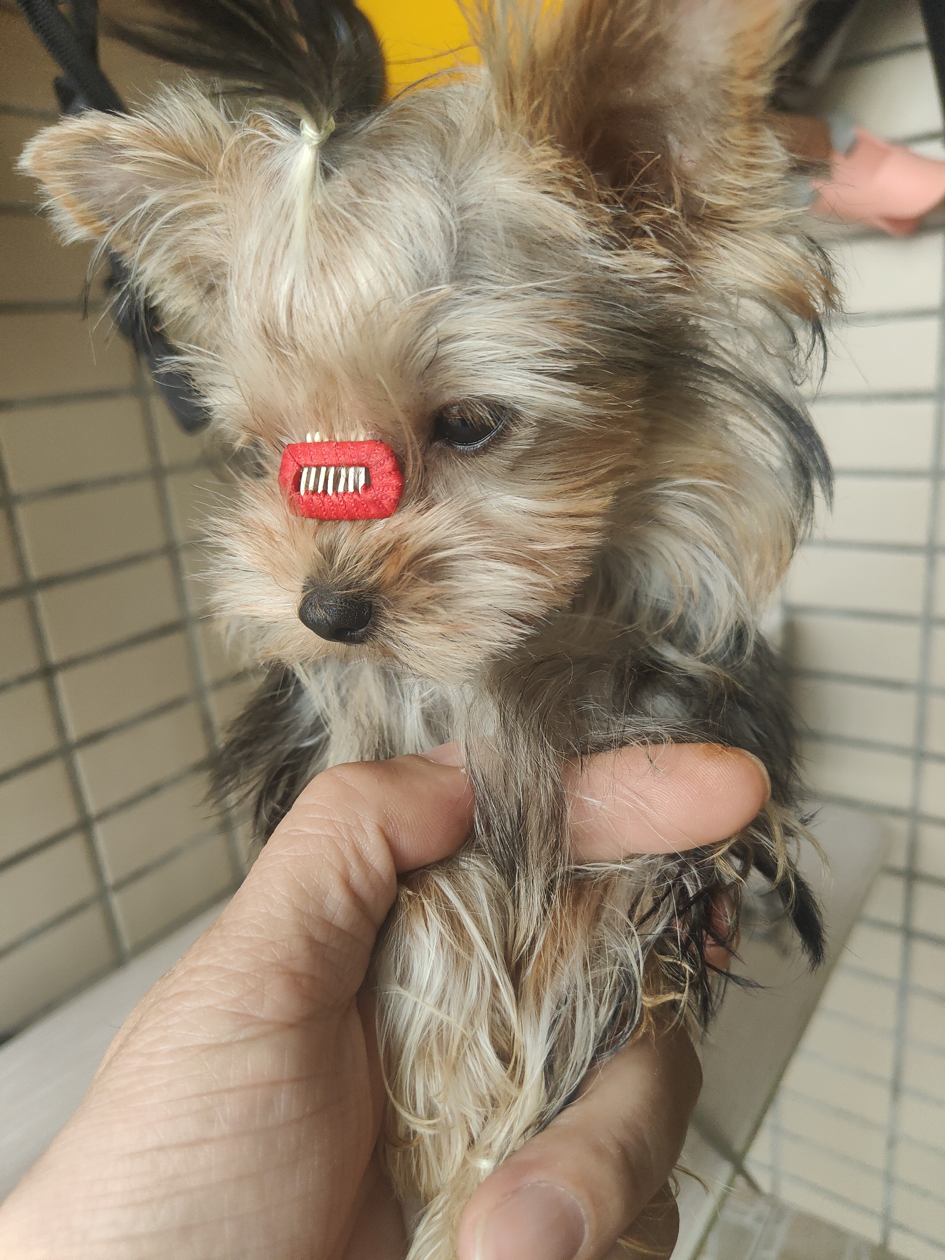 低价出售约克夏幼犬